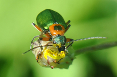 Stenodera puncticollis