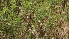 Pulicaria glutinosa