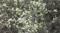 Plocama aucheri