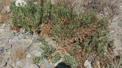 Rhazya stricta