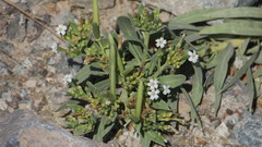 Rhazya stricta
