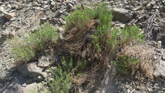 Pulicaria glutinosa