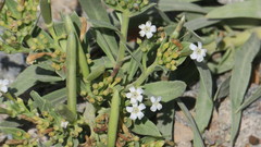Rhazya stricta