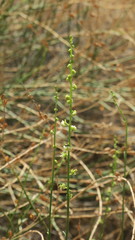 Ochradenus aucheri