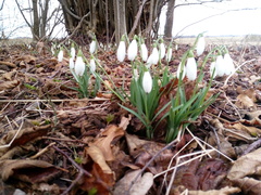 Galanthus nivalis