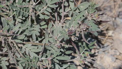 Tephrosia apollinea