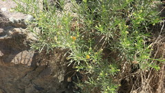 Pulicaria glutinosa