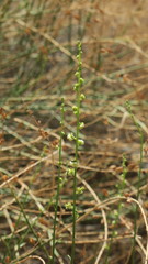 Ochradenus aucheri