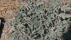 Tephrosia apollinea
