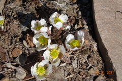 Ranunculus andersonii