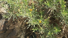 Pulicaria glutinosa