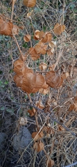 Physalis nicandroides