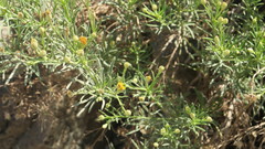 Pulicaria glutinosa