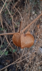 Physalis nicandroides