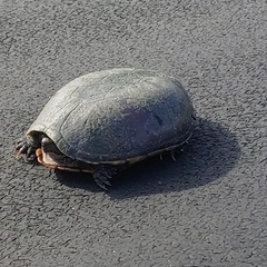 Kinosternon subrubrum