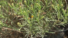 Pulicaria glutinosa