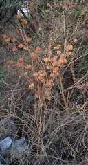 Physalis nicandroides