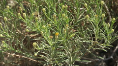 Pulicaria glutinosa