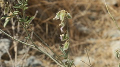 Tephrosia nubica