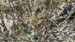 Tephrosia nubica