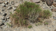 Pulicaria glutinosa