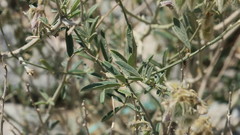 Tephrosia nubica