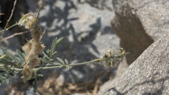 Tephrosia nubica