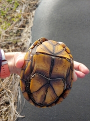 Kinosternon subrubrum