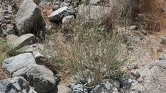 Tephrosia nubica