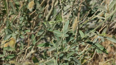 Tephrosia nubica