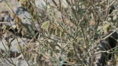 Tephrosia nubica