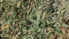 Tephrosia nubica