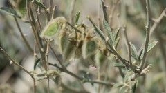 Tephrosia nubica