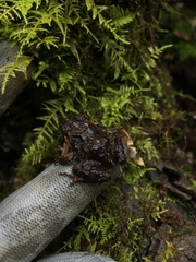 Eupsophus vertebralis