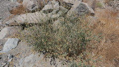 Tephrosia nubica