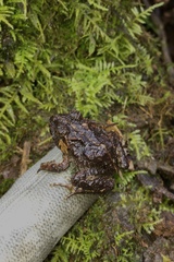 Eupsophus vertebralis