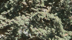 Vachellia tortilis