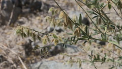 Tephrosia nubica