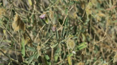 Tephrosia nubica