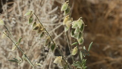Tephrosia nubica