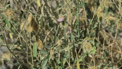 Tephrosia nubica