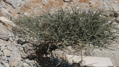 Vachellia tortilis