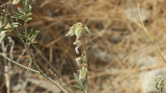 Tephrosia nubica