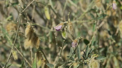 Tephrosia nubica