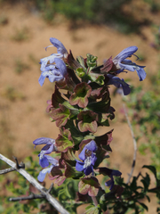 Salvia dentata