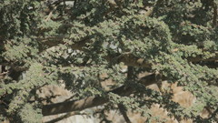 Vachellia tortilis