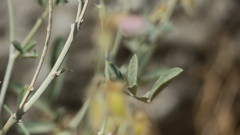 Tephrosia nubica