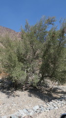 Ziziphus spina-christi