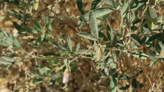 Tephrosia nubica