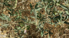 Tephrosia nubica